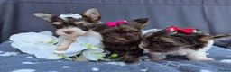 Yorkshire Terrier dogs for sale: Cute puppies ready for new home - Advert 3