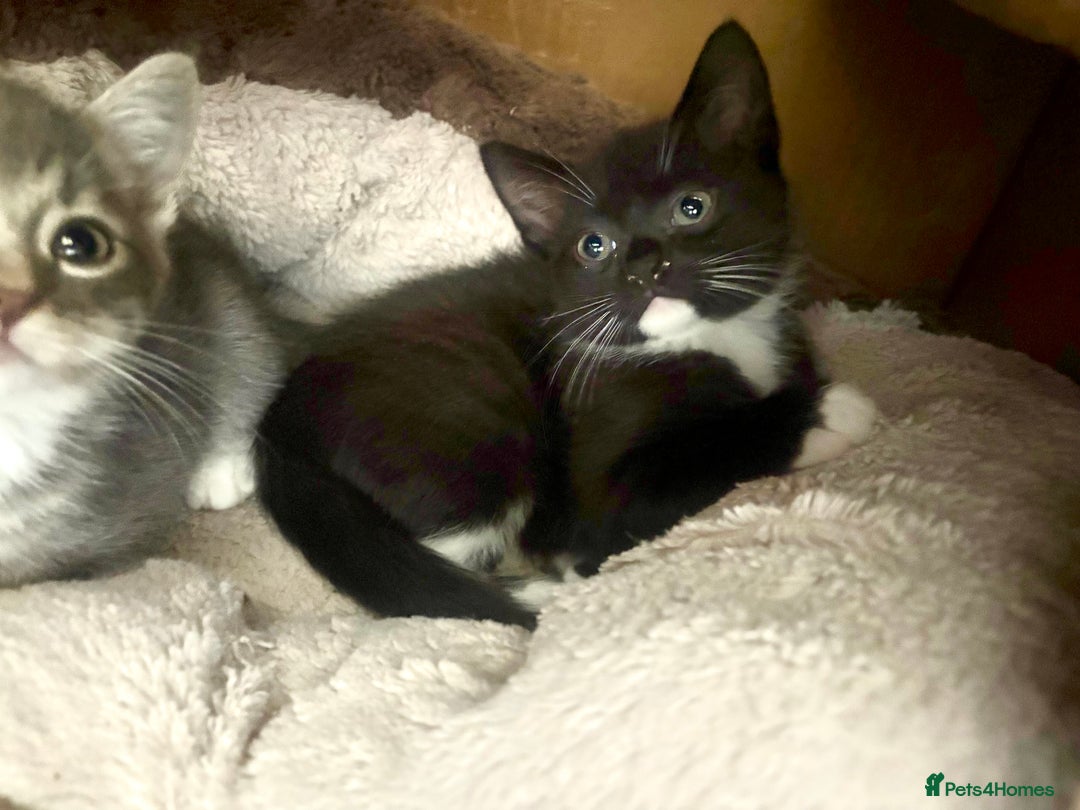 Exotic cats for sale: Exotic X Silver Tabby Fur Babies - Image 20