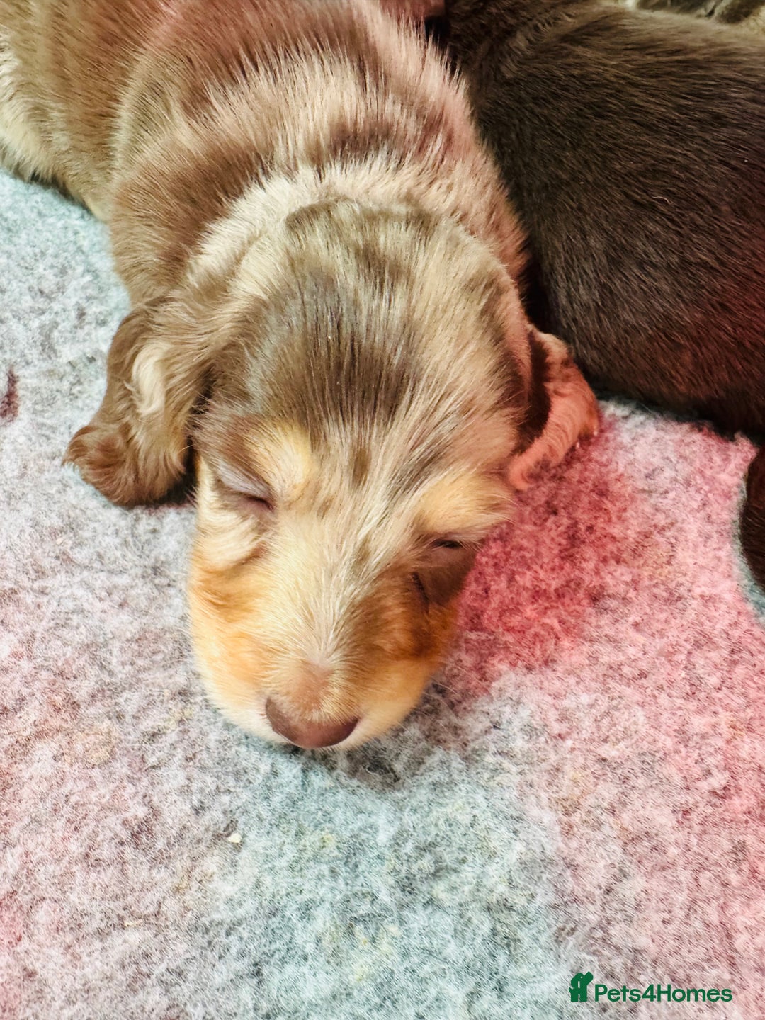 Miniature Dachshund dogs for sale: Miniature Long Haired Dachshund **Last Boy** in Saint Helens - Image 14
