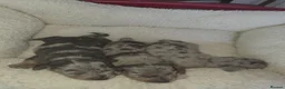 Miniature Dachshund dogs for sale: Dappled miniature smooth dachshund babies  - Advert 27
