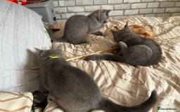 British Shorthair cats for sale: British Shorthair  - Image 9