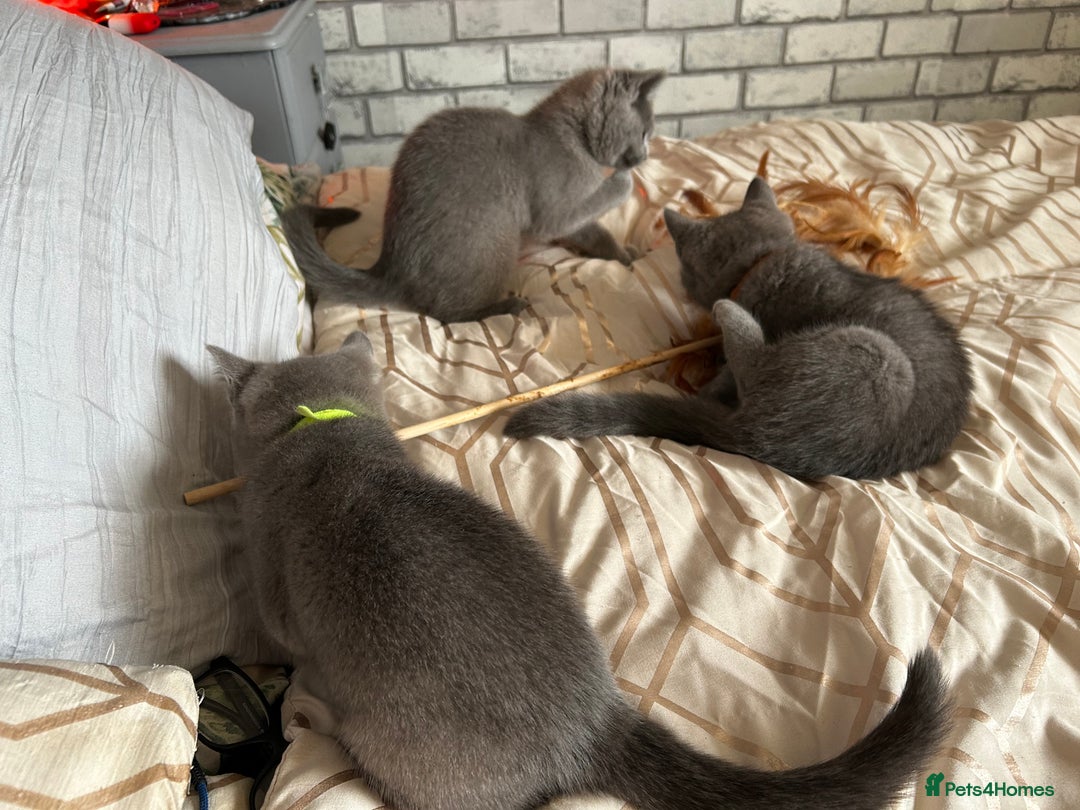British Shorthair cats for sale: British Shorthair  - Image 9