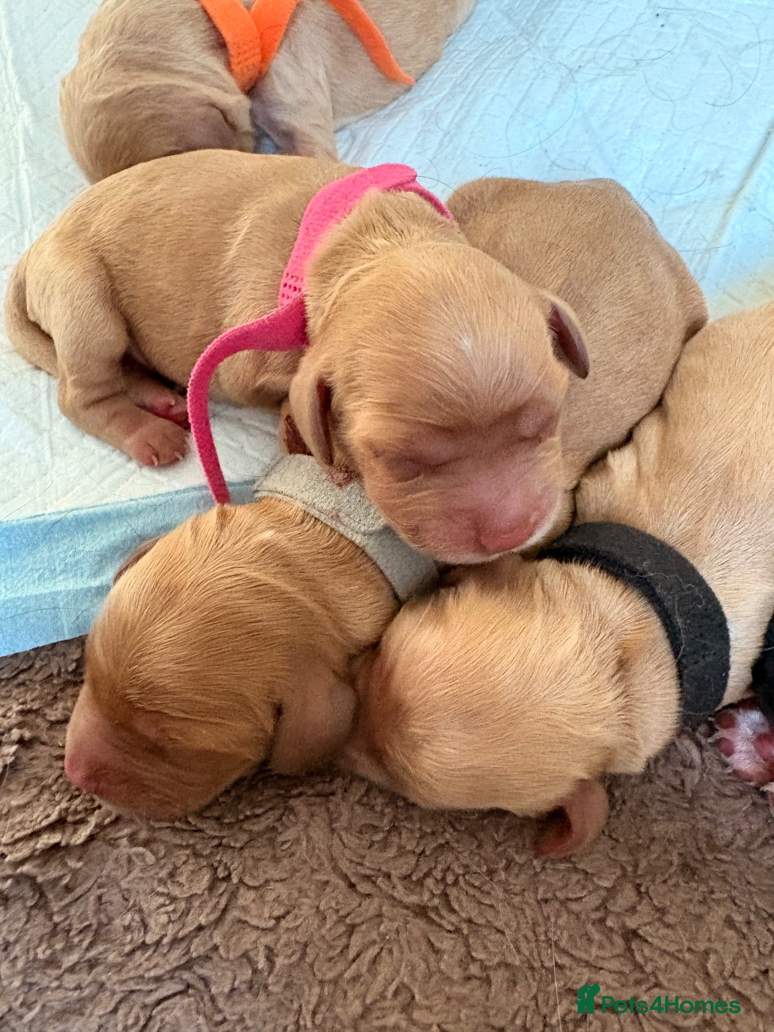 Cocker Spaniel dogs 🐾 Cocker Spaniel Puppies – Now Here! 🐾 😍 - Advert 13