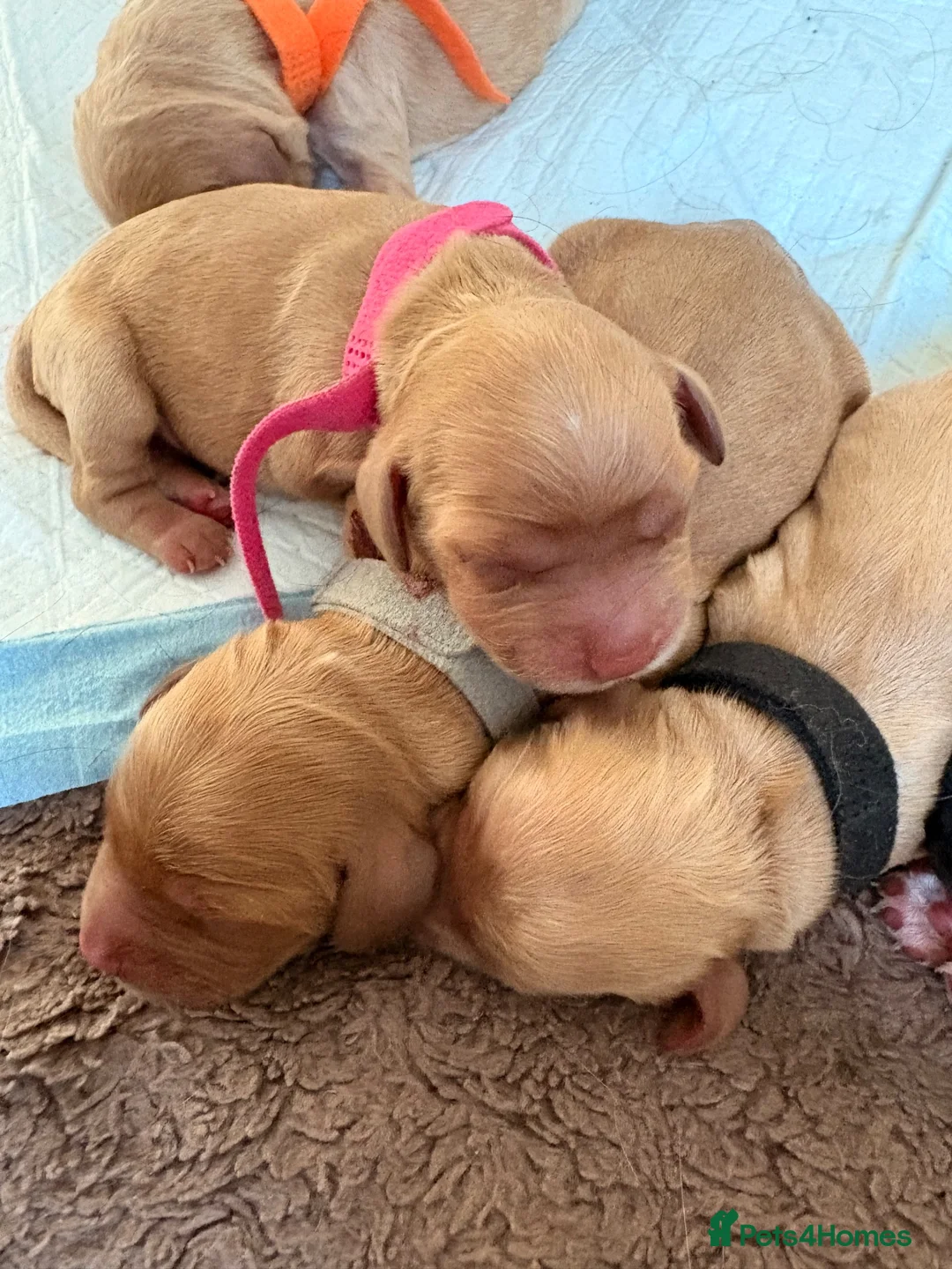 Cocker Spaniel dogs for sale: 🐾 Cocker Spaniel Puppies – Now Here! 🐾 😍 - Advert 1