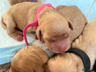 Cocker Spaniel dogs 🐾 Cocker Spaniel Puppies–One little girl left🐾 - Advert 1