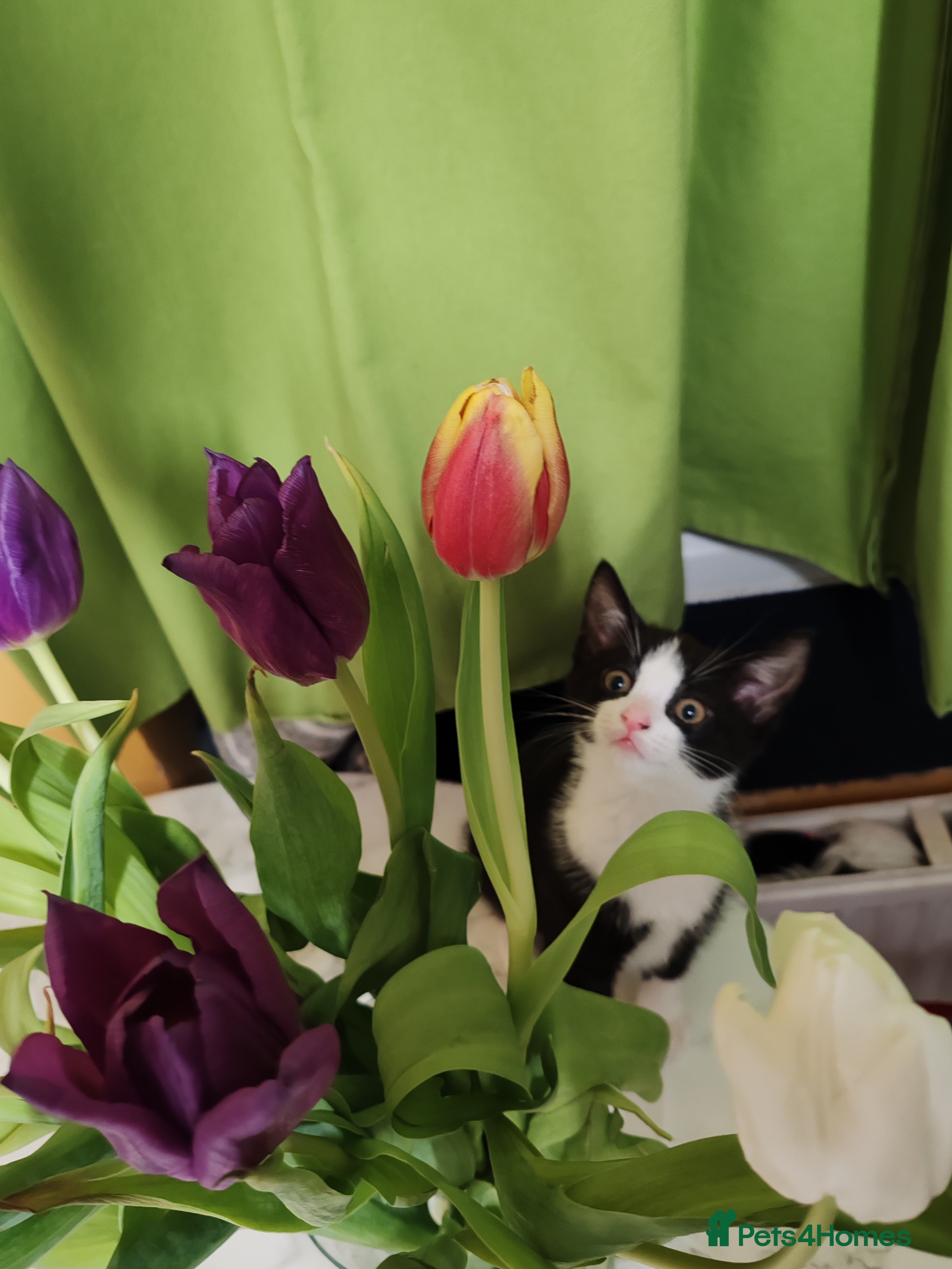 Mixed Breed cats Loving kittens are looking for a new home - Advert 9