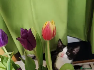 Mixed Breed cats Loving kittens are looking for a new home - Advert 9