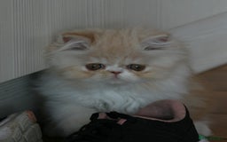 Persian cats for sale: Fluffy Persian Exotic kittens - Image 7