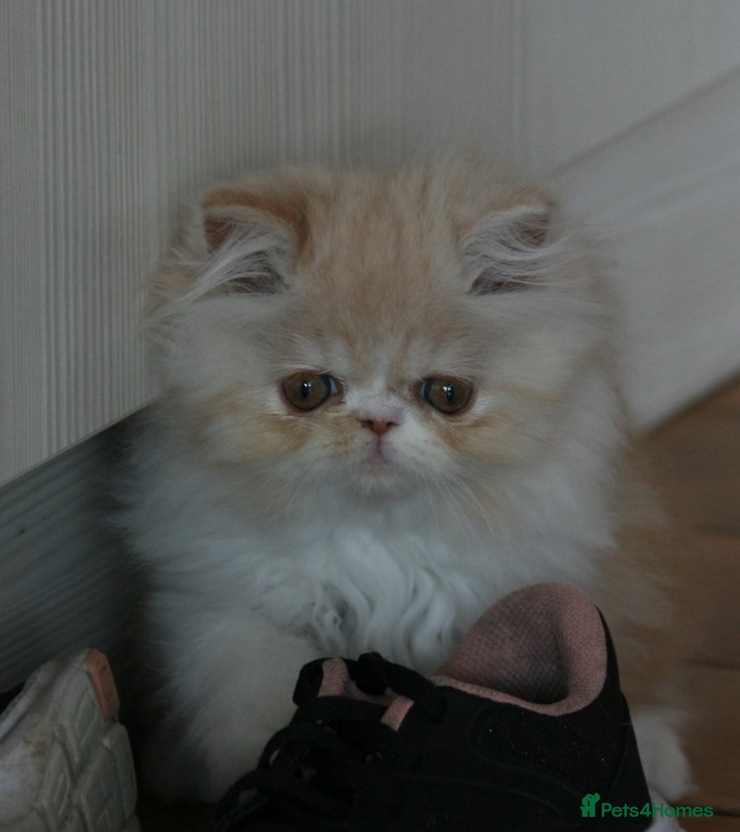 Persian cats for sale: Fluffy Persian Exotic kittens - Image 7