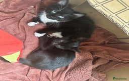British Shorthair cats for sale: 💕✨ 4 Kittens ready for a new home 💕✨ kitten - Image 19