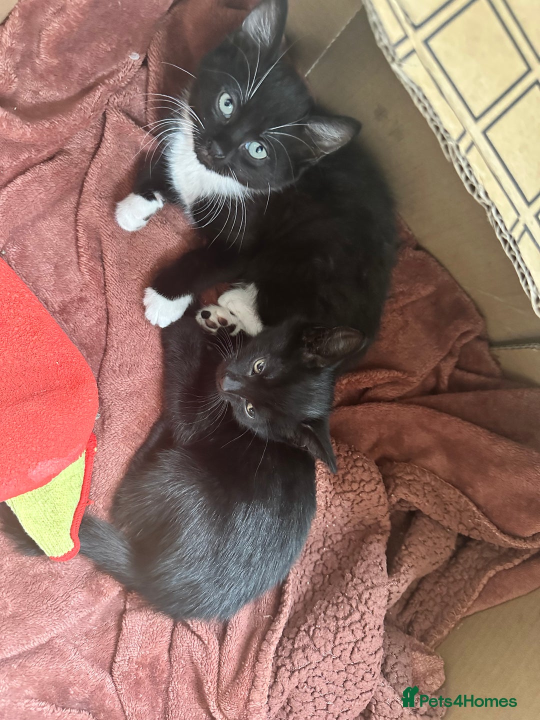 British Shorthair cats for sale: 💕✨ 4 Kittens ready for a new home 💕✨ kitten - Image 19