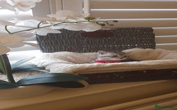 Scottish Fold cats for sale: 😻 Adorable Scottish Fold Kittens For Sale😻 - Image 13