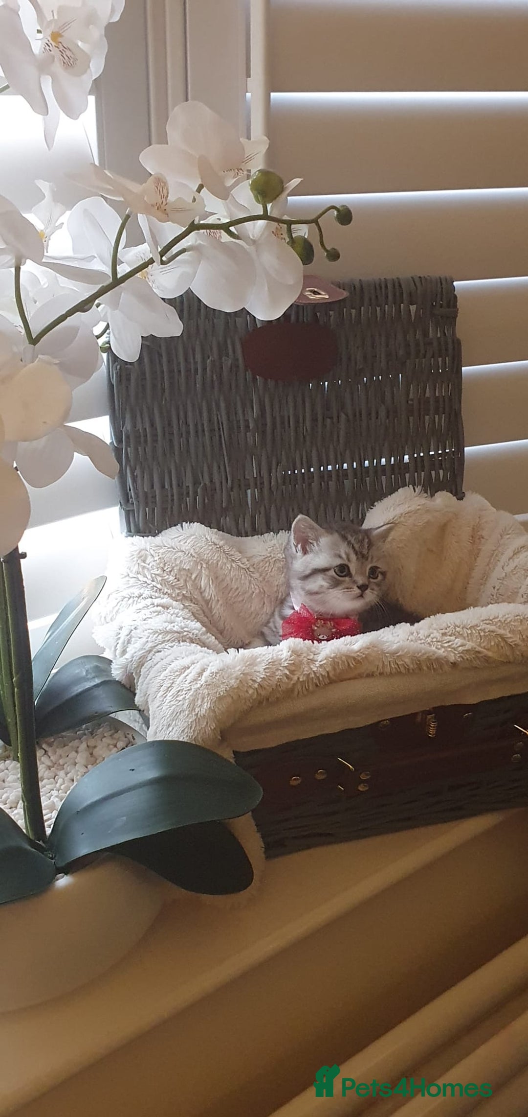 Scottish Fold cats for sale: 😻 Adorable Scottish Fold Kittens For Sale😻 - Image 13