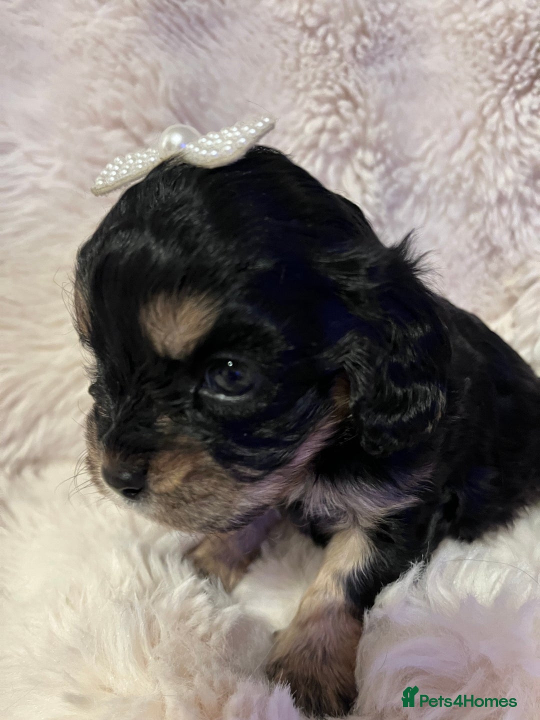 Cavapoo dogs for sale: STUNNING F1b REVERSE Cavapoos - Advert 7