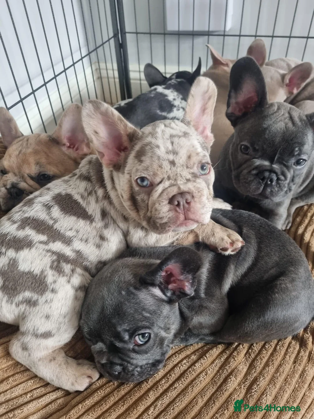 French Bulldog dogs for stud: ISABELLA NEWSHADE AND TAN CREAM CARRIER STUD in Boston - Advert 32