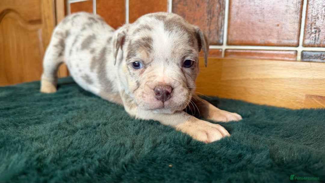 Olde English Bulldogge dogs for sale: Old English Bulldog PUPPIES 👀‼️ - Advert 12