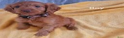 Cockapoo dogs for sale: RED SHOW COCKAPOO PRA CLEAR in Coalville - Advert 3