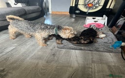 Lakeland Terrier dogs for sale: Lakeland terrier - Advert 1