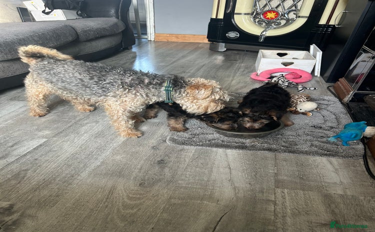 Lakeland Terrier dogs Lakeland terrier - Advert 4