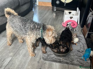 Lakeland Terrier dogs Lakeland terrier - Advert 2