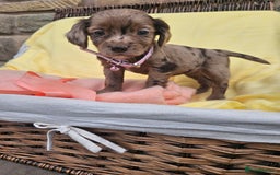 Cocker Spaniel dogs for sale: 6 week old Working Type Cocker Spaniels - Image 12