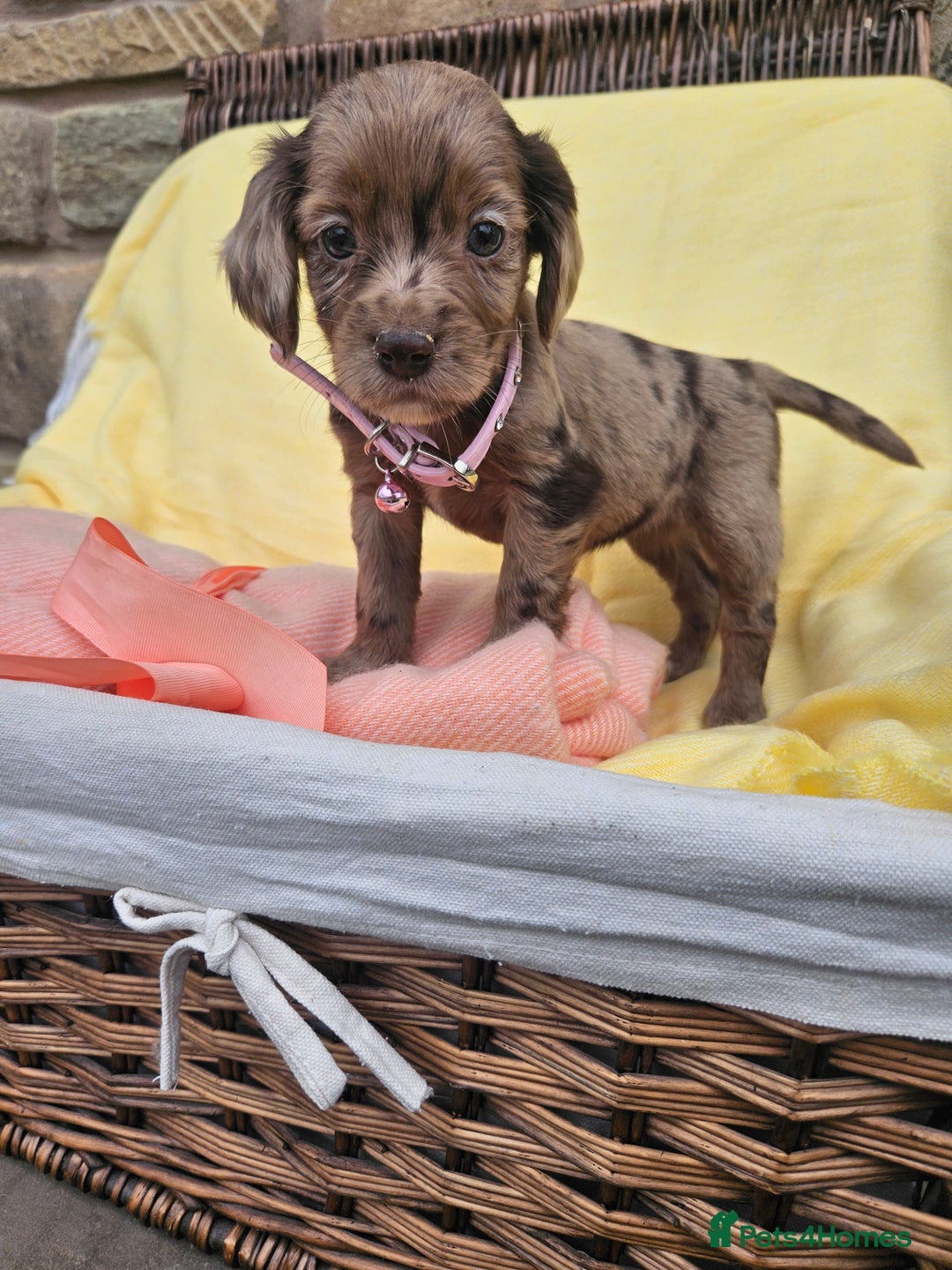 Cocker Spaniel dogs for sale: 6 week old Working Type Cocker Spaniels - Image 12