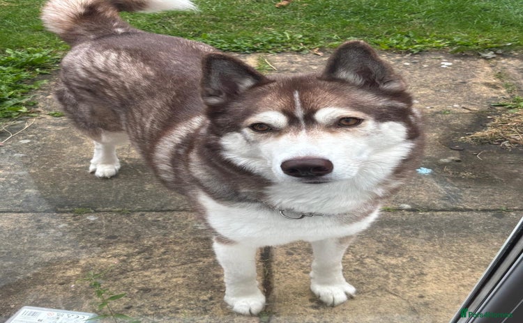 Siberian Husky dogs - Advert 14
