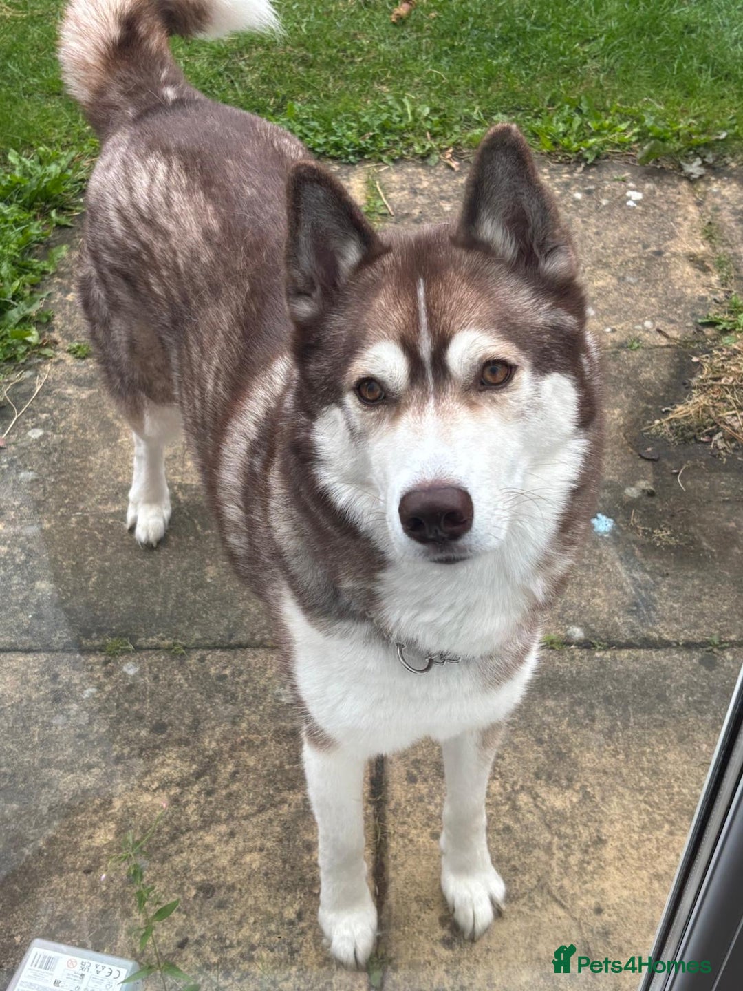 Siberian Husky dogs for sale: Siberian husky male (buck) - Image 1