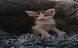 Mixed Breed cats for sale: Blue point siamese x domestic cat - Image 7