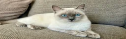 Mixed Breed cats for sale: Ragdoll X Kittens  - Advert 5
