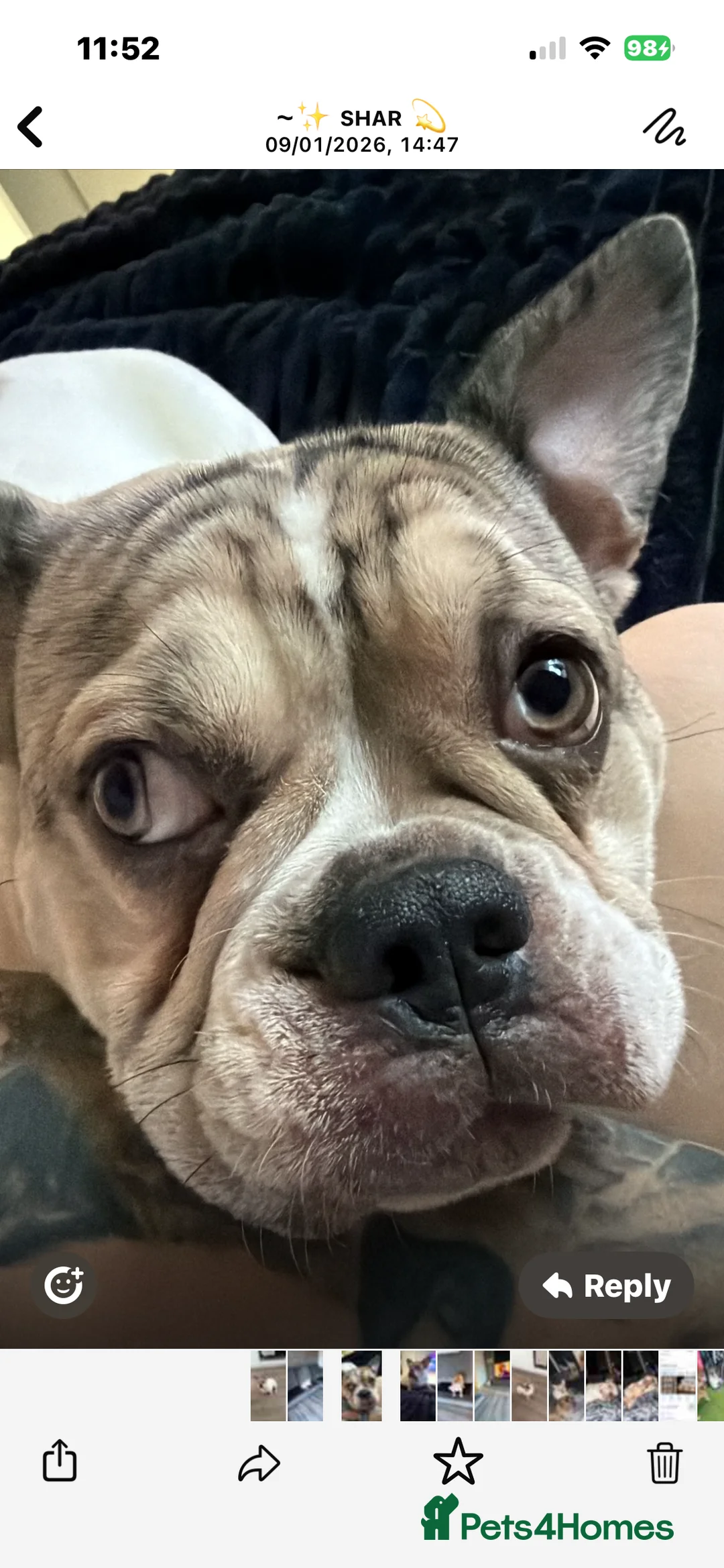 French Bulldog dogs for sale: French Bulldog  - Advert 1