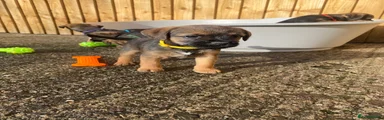 Border Terrier Puppy 6