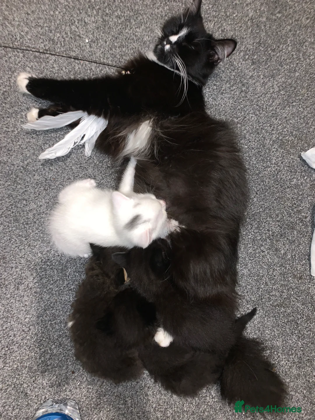 Mixed Breed cats for sale: Garfield  - Advert 2