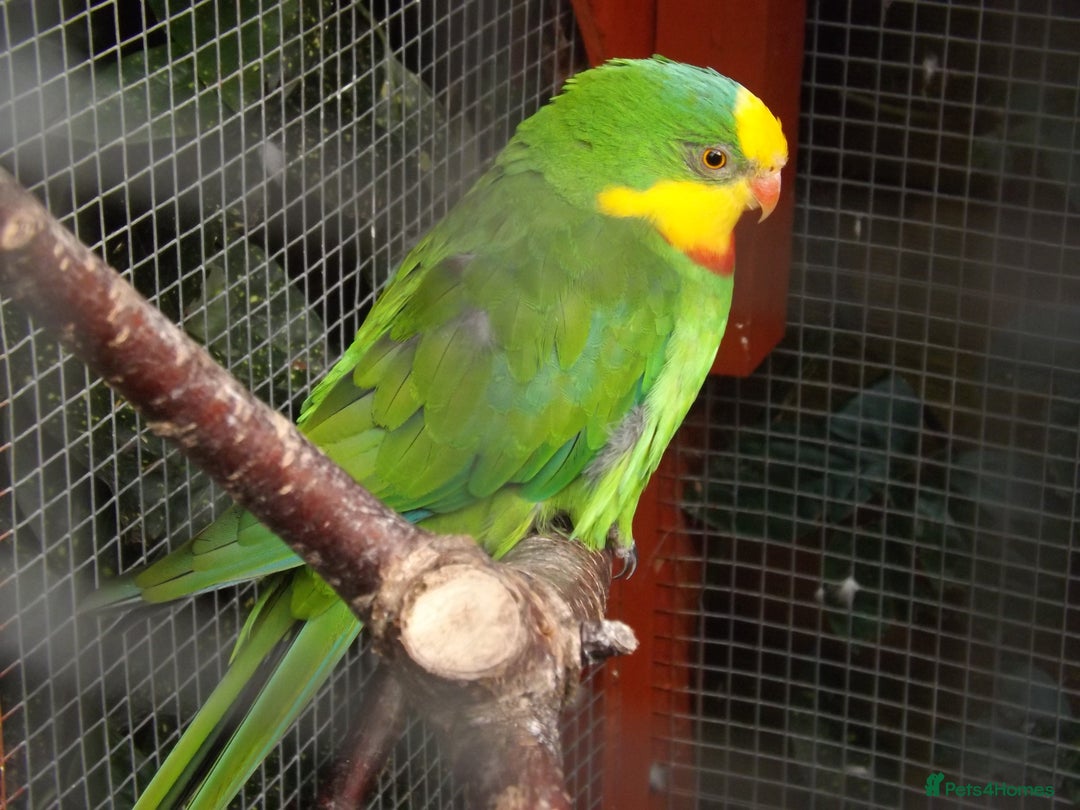 Cockatiels birds for sale: 5* Rehoming of all birds  - Image 3
