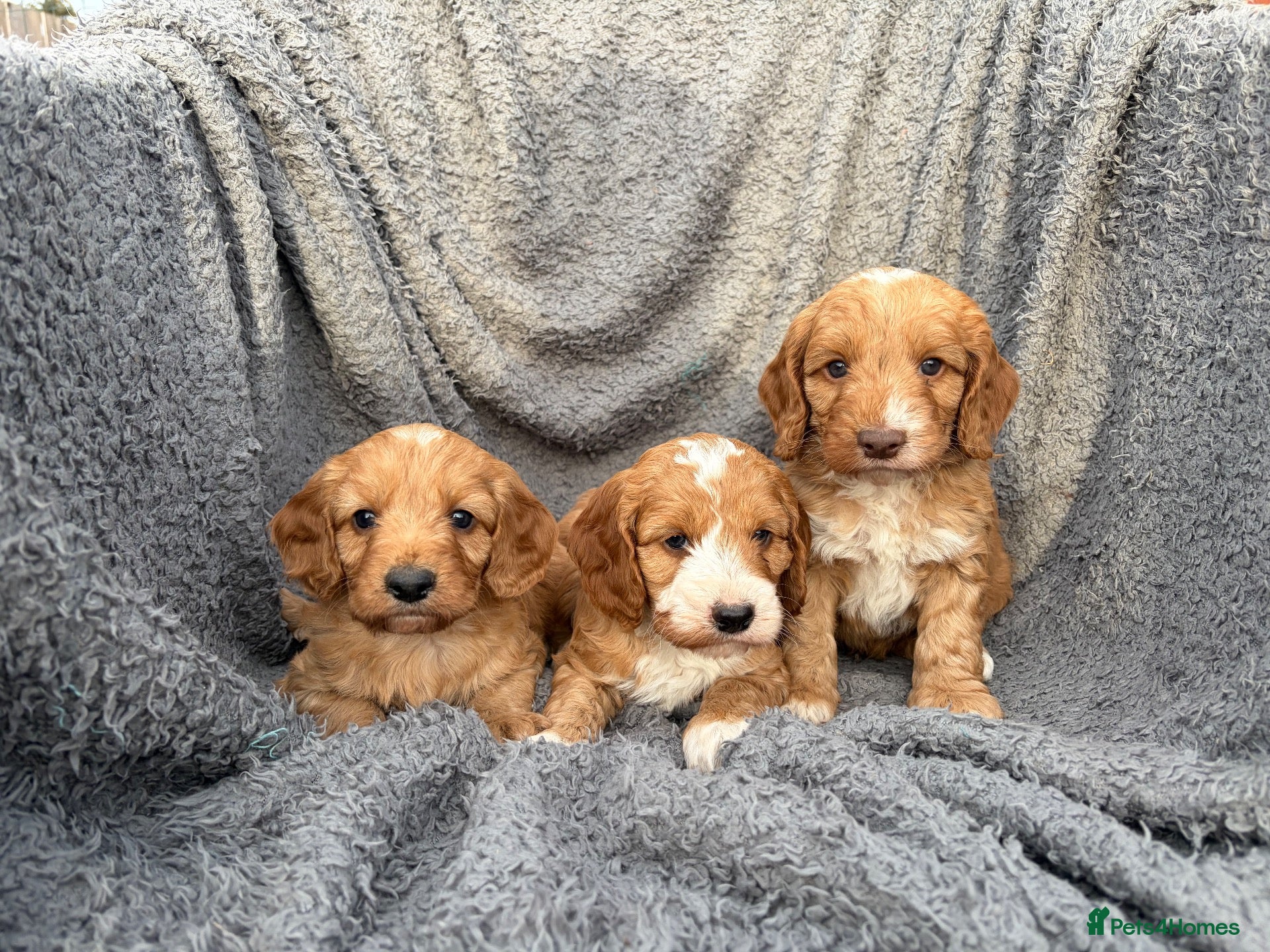Cockapoo dogs Lovely red F1 cockerpoo's - Advert 1