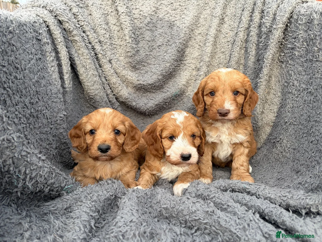 Cockapoo dogs for sale: Lovely red F1 cockerpoo's - Advert 1