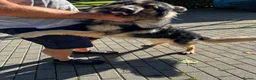 German Shepherd dogs for sale: 2 STUNNING GERMAN SHEPHERD BOYS  - Advert 10