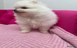 Pomeranian dogs for sale: READY 2nd August KC White Teddy Bear Poms - Image 30