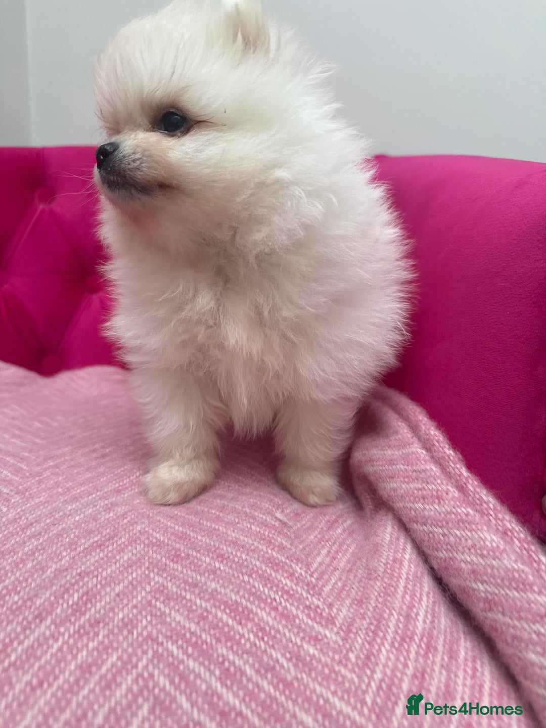 Pomeranian dogs for sale: READY 2nd August KC White Teddy Bear Poms - Image 30