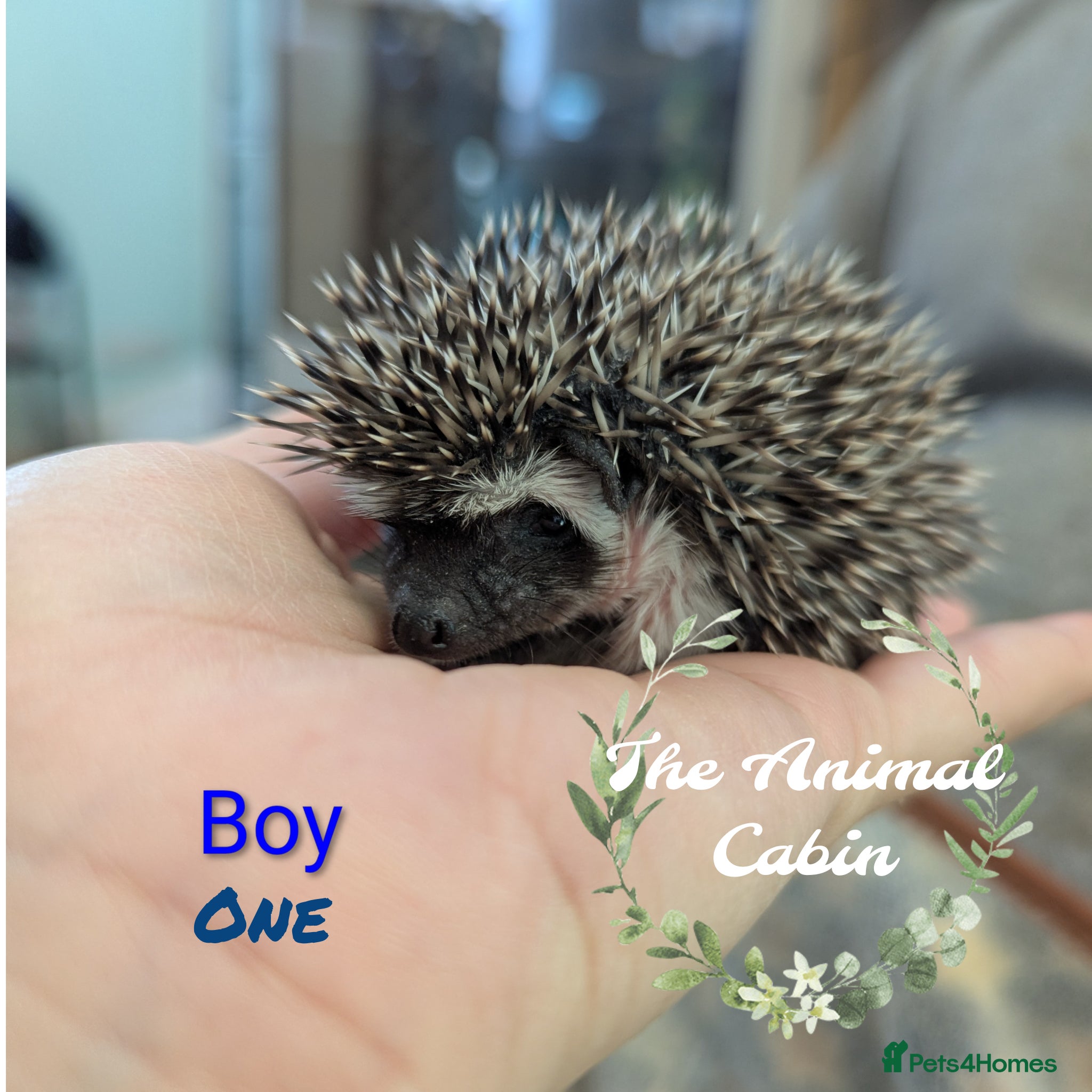 Pygmy Hedgehog rodents African pygmy hedgehog babies. Very friendly! - Advert 2