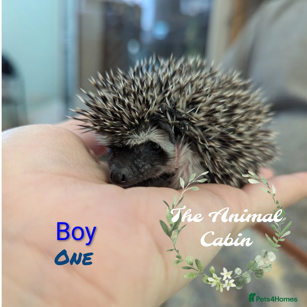 Pygmy Hedgehog rodents for sale: African pygmy hedgehog babies. Very friendly! - Advert 2