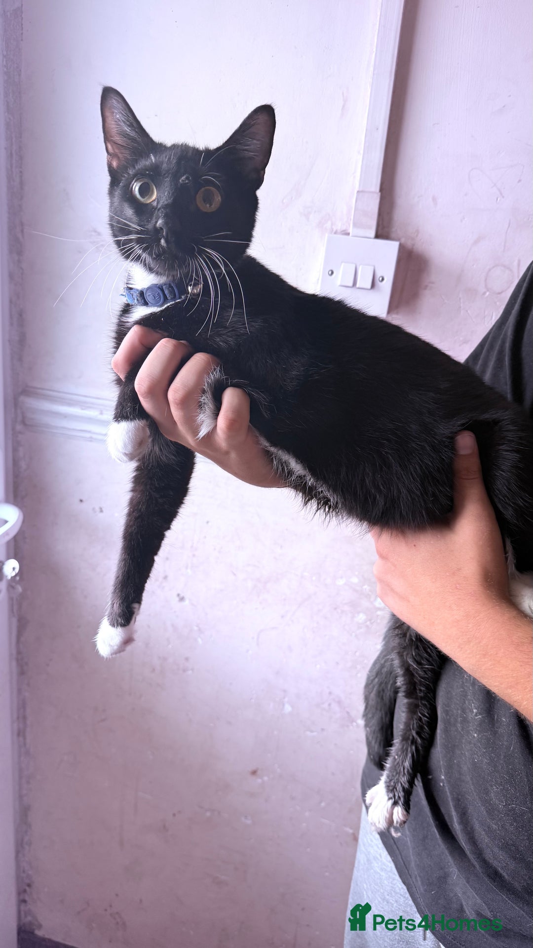 Domestic Shorthair cats for sale: 3 cats looking to be re homed  - Image 3