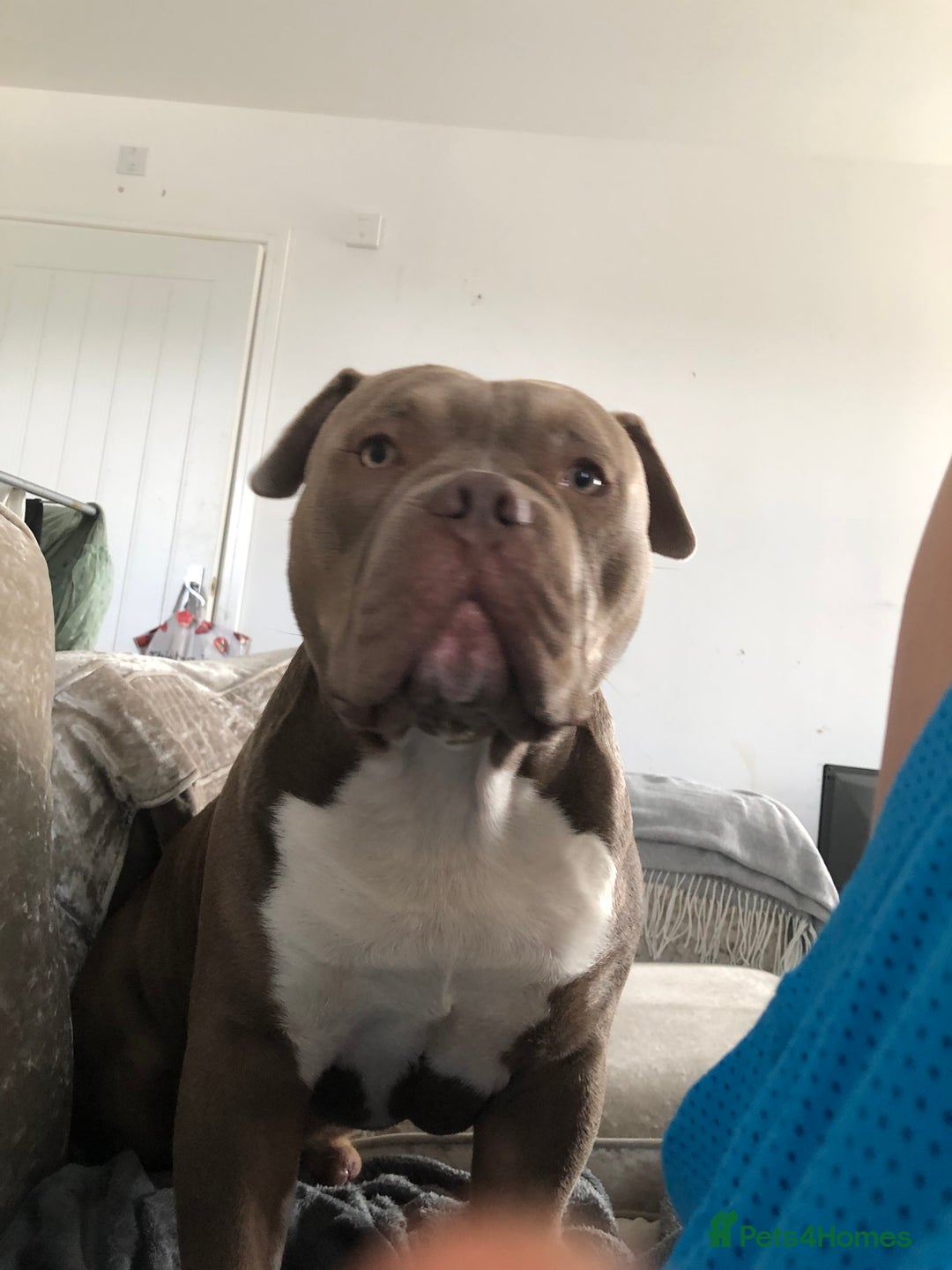 American Bully dogs for stud: Pocket bully for stud  - Image 2