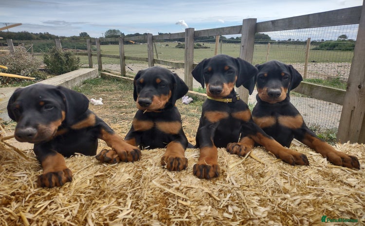 Dobermann dogs - Advert 1