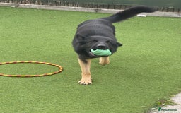 German Shepherd dogs for sale: Freddie  - Image 2