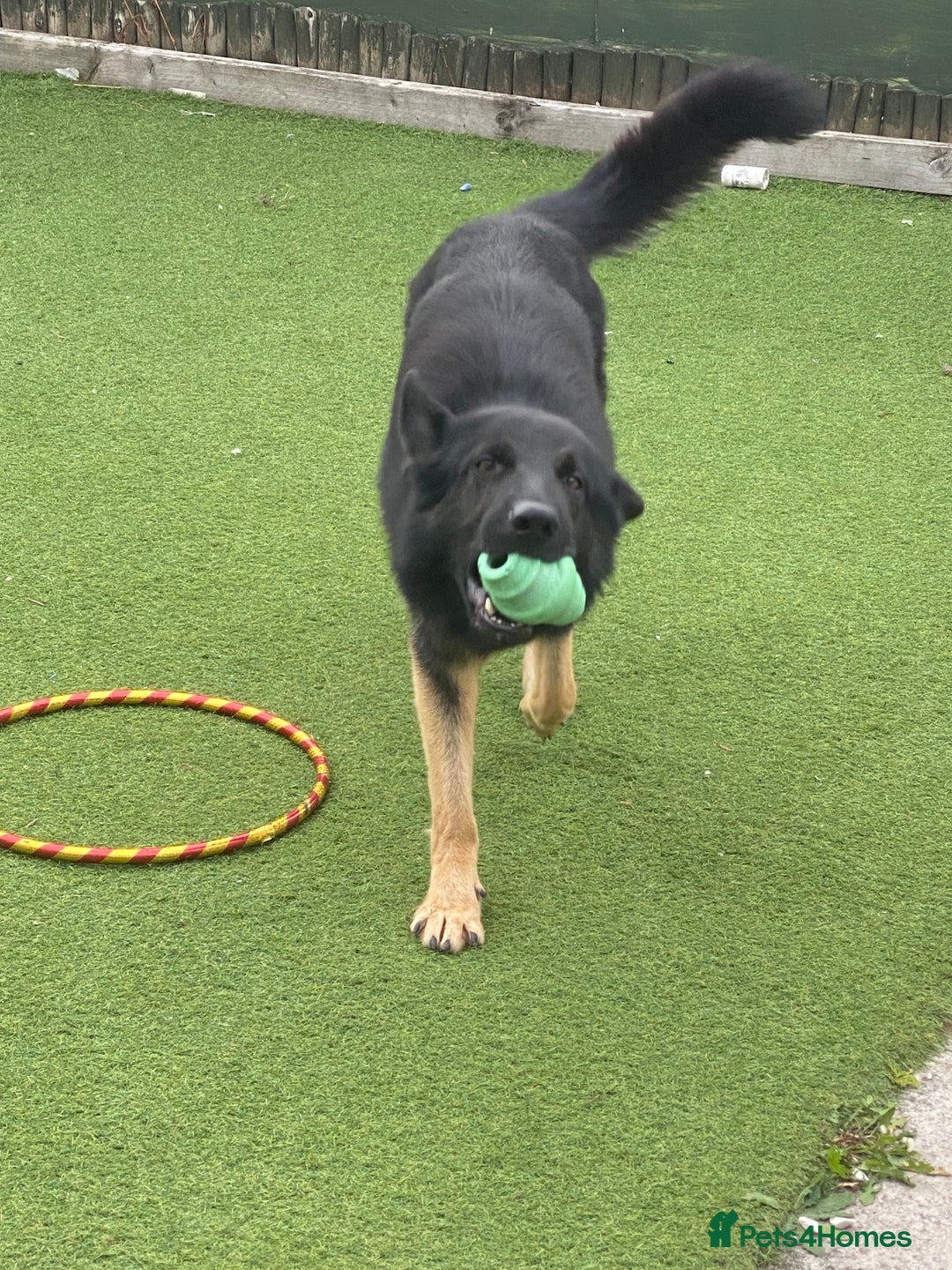 German Shepherd dogs for sale: Freddie  - Image 2