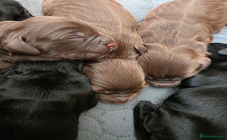 Cocker Spaniel dogs beautiful working cocker spaniel puppies - Advert 8