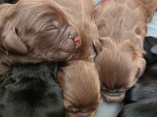Cocker Spaniel dogs beautiful working cocker spaniel puppies - Advert 17