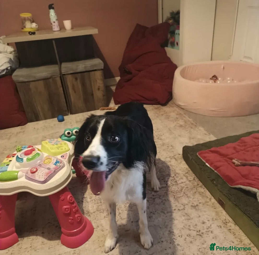 Mixed Breed dogs for sale: Border collie cross 2 years  - Advert 2