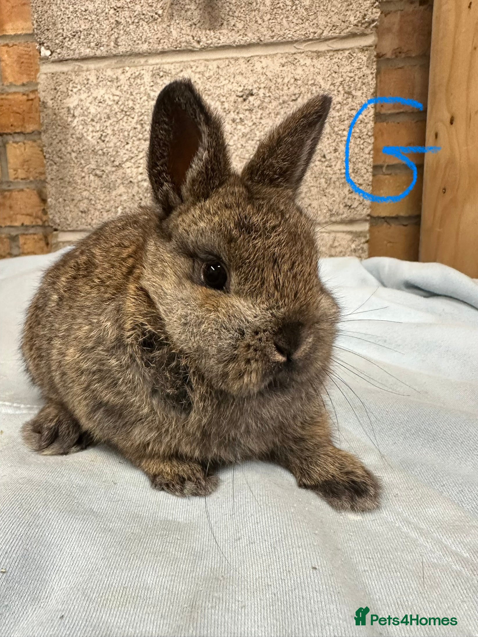 Netherland Dwarf rabbits Netherland Dwarf Rabbits for sale  - Advert 9